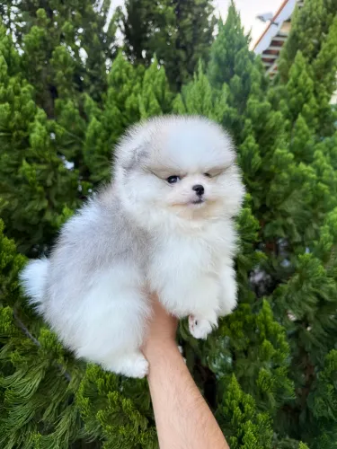 Lulu da pomerânia anão fêmea com pedigree CBKC