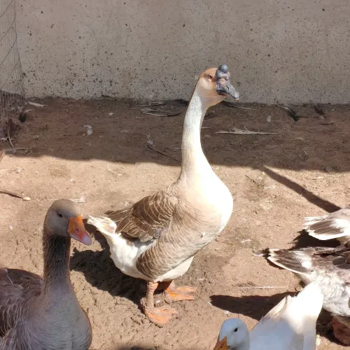 Ganso Sinaleiro Pardo, Macho