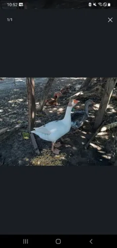 Vendo casal de gansos