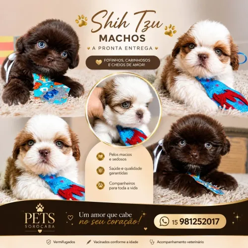 Shitzu:: Machinhos Lindos Maravilhosos(R$1.699.00