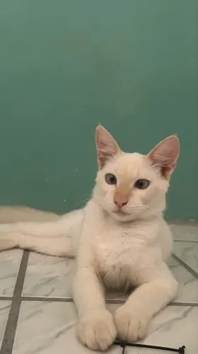 Gatinho