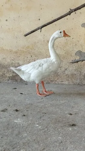 Vendo ganso