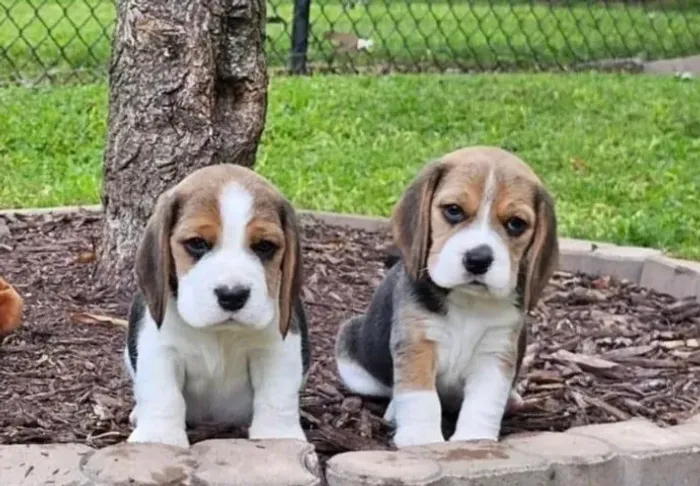 Beagle Mini Filhotes Padrão Excelência.