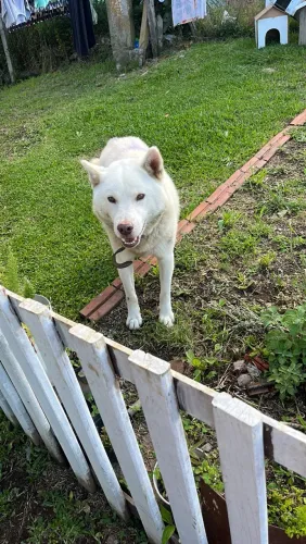 Cachorro de raça 