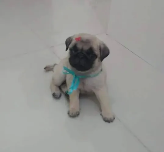 Pug