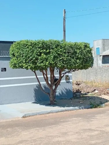 Corte e poda de árvore