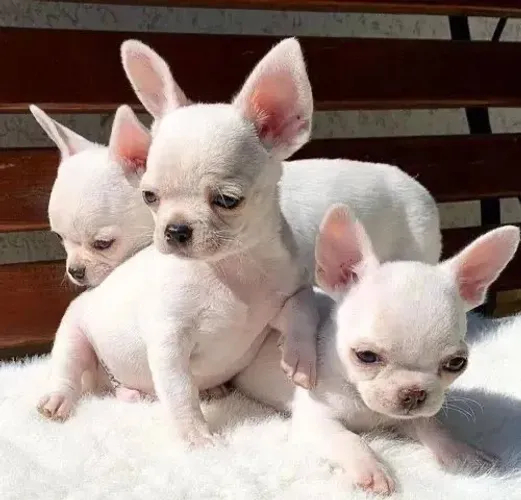 Chihuahua de raça pura