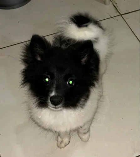 Fêmea de spitz alemã