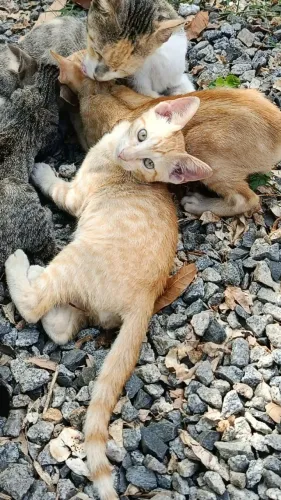 Gatos de Rua para Adoção Responsavel