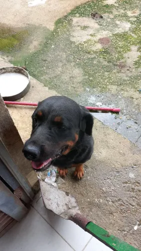 Doação responsável