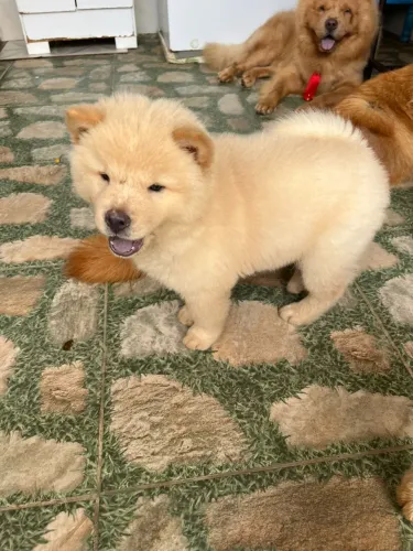 VENDO FILHOTE DE CHOW-CHOW MACHO 