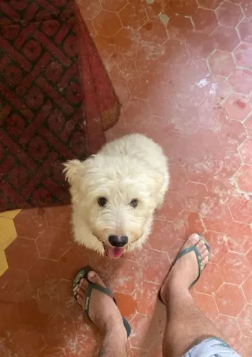 Doação de Poodle