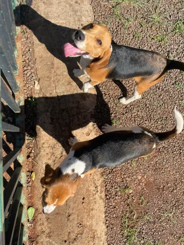 Beagle