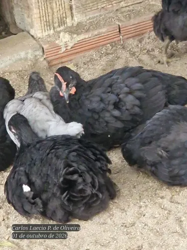Frangas e Pintos Brahma e Gigante negro