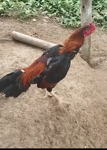 Vendo galo 250 cada.