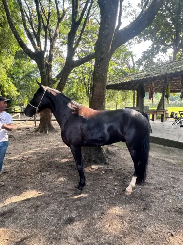 Mangalarga Preto 