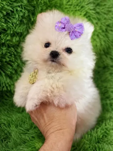 Spitz anão fêmea uma fofurinha peludinha