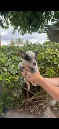 ANÚNCIO  FILHOTE DE BOIADEIRO AUSTRALIANO
