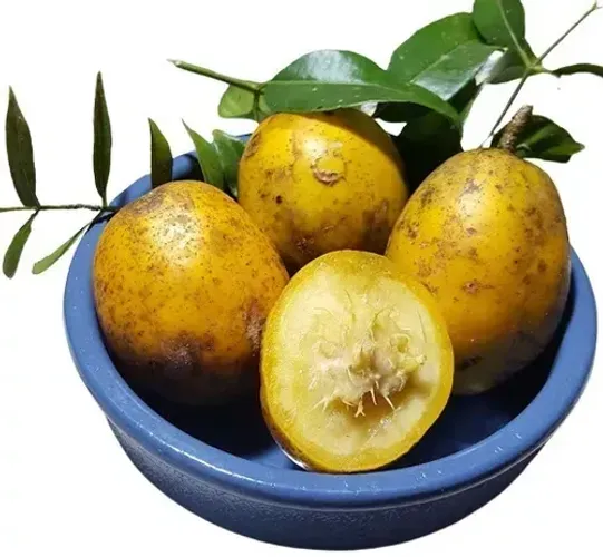A cajarana anã (ou cajá-manga anão) Vendo mudas