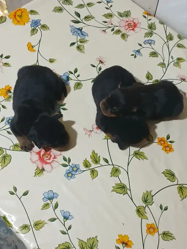 Vende se filhotes de rottweiler.