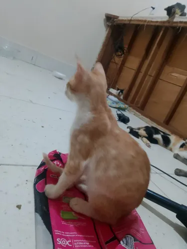 4 filhotes de gato para adoção machos