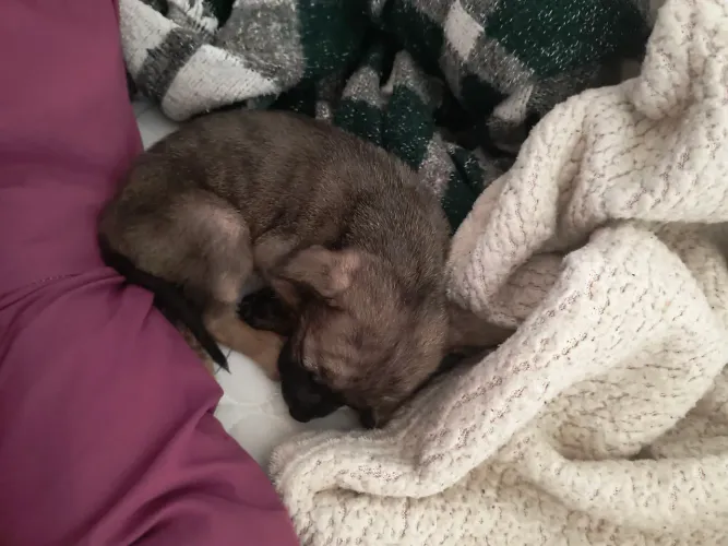 Estou doando uma cachorrinha linda fêmea,porte pequeno cruzamento com pinscher,2 meses!