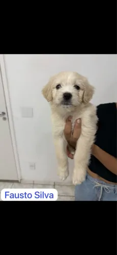 Filhotes de raça pra adoção com carinho. 