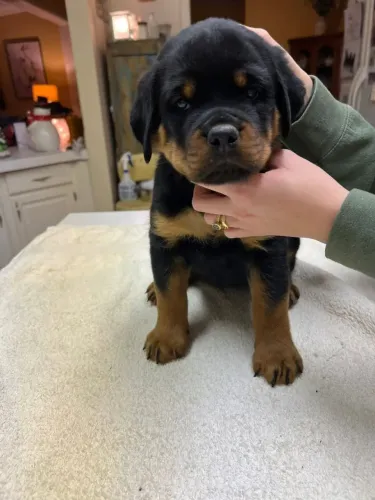 Filhotes de Rottweiler | Prontos para novos lares!