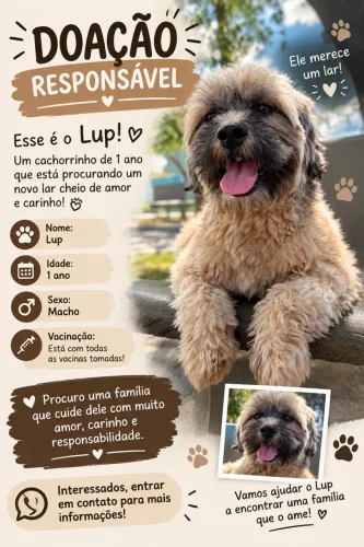 Doação de cachorro shih tzu