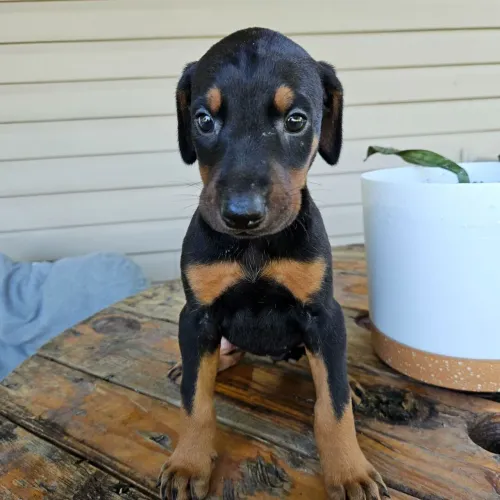 Doberman: Cão mais dedicado e leal