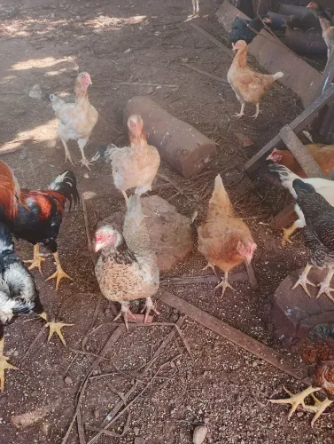 vendo galinha caipira