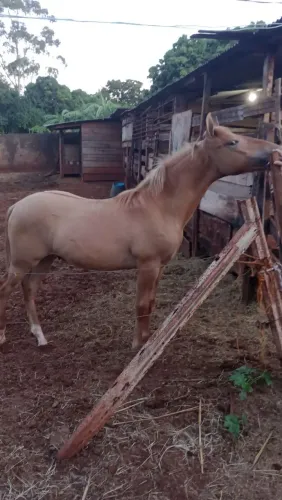 Cavalo