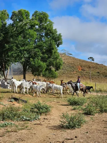 Novilhas nelori com média de 12@