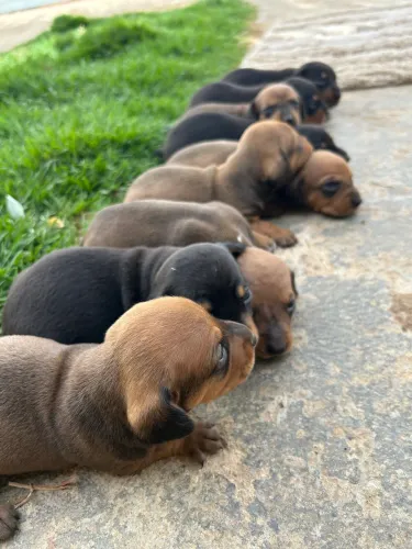 Filhotes de Dachshund (Salsicha)