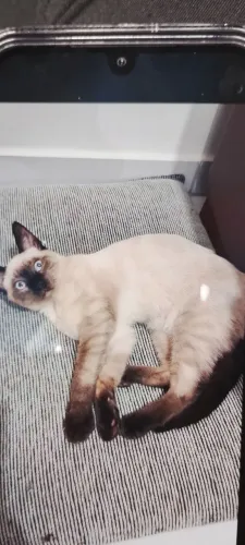 Gato pra adoção