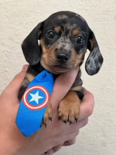 O mais puro sinônimo de amor Teckel dachshund