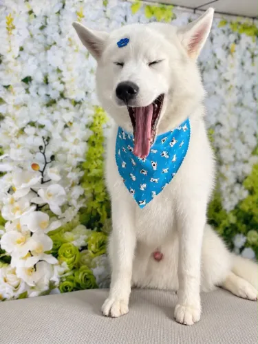 Husky siberiano