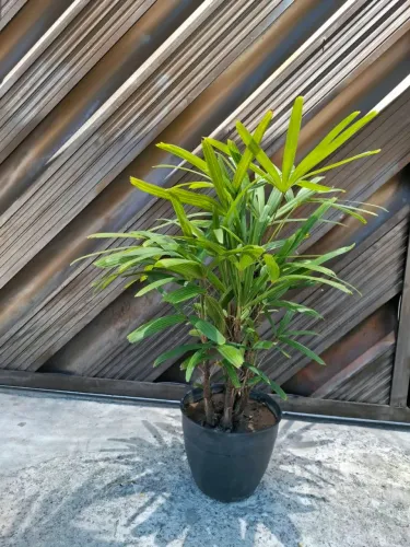 Planta