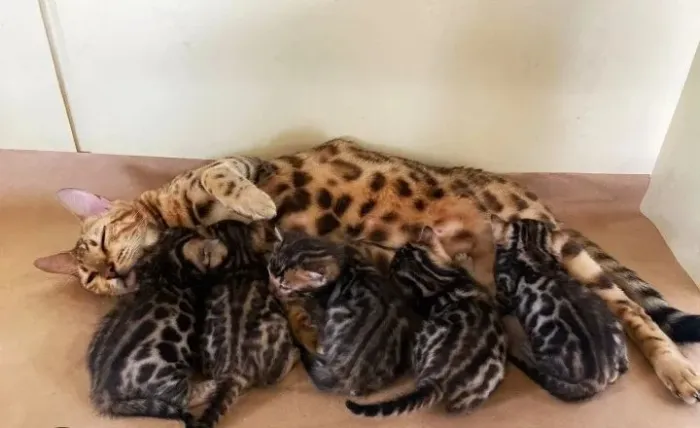 Bengal femeas e machos