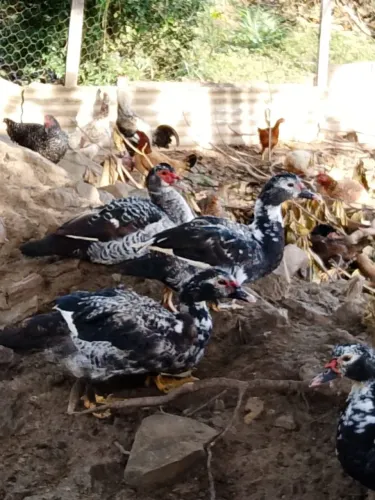 PATOS ADULTOS