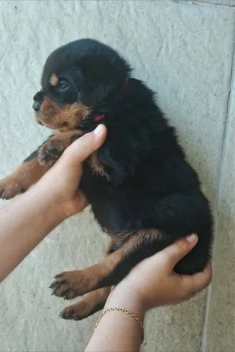 Rottweiler legítimo  