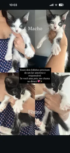 Adoçao responsável