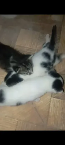 se filhotes de gato