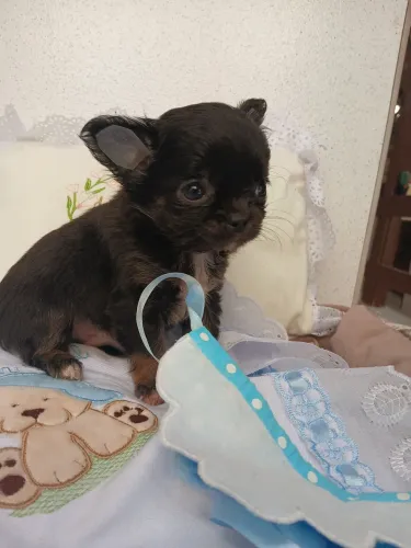 Chihuahua pêlo longo macho.Excelente genética. ENTREGAMOS.Brinde kit filhote