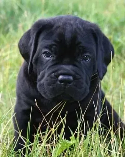 Cane Corso Amor que se revela na previsibilidade do cuidado