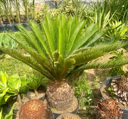 Palmeira cica 