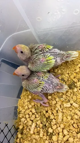 Pintinhos