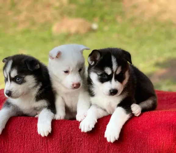 Filhote de Husky Siberiano um filhote cheio de beleza e personalidade 