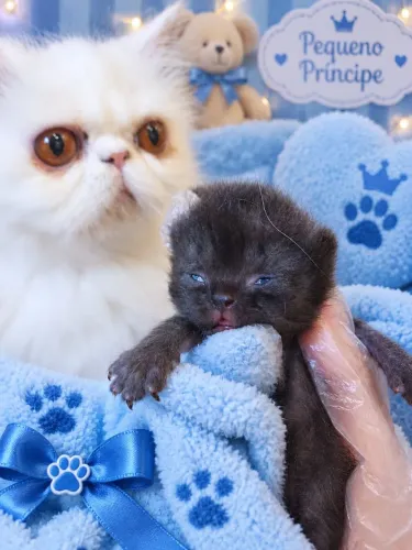 Gato Persa
