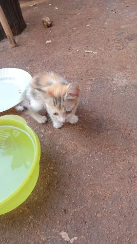 Gata Fêmea filhote para doação responsável